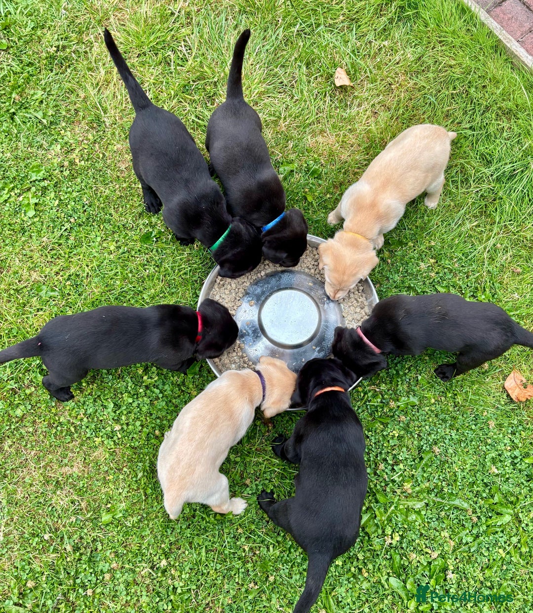 Labrador Retriever dogs for sale: 1 x Black Dog - KC reg, FTCH sired in Droitwich - Image 2