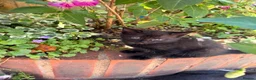 Mixed Breed cats for sale: Kittens looked for new home in Ashford - Advert 10