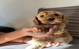 Cockapoo dogs for sale: Adorable Pappy Bread Cockapoo Puppies F2 - Image 16