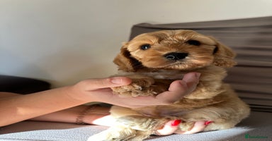 Cockapoo dogs Adorable Pappy Bread Cockapoo Puppies F2 - Advert 6