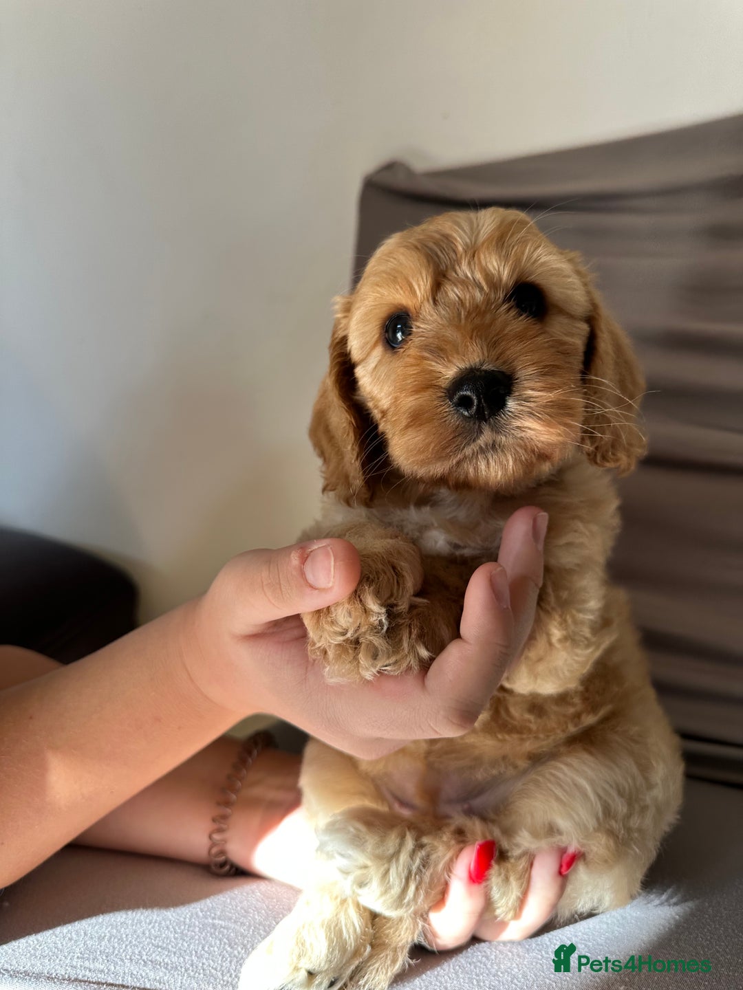 Cockapoo dogs for sale: Adorable Pappy Bread Cockapoo Puppies F2 - Image 16