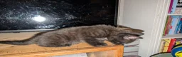 Mixed Breed cats for sale: 1 boy kitten: shadow tabby with white chest. in Taunton - Advert 7