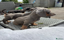 Dachshund dogs for sale: Miniature dachshunds ready now 💗 - Image 3