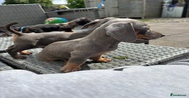 Dachshund dogs - Advert 3