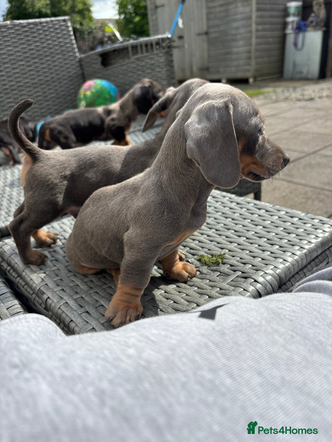 Dachshund dogs for sale: Miniature dachshunds ready now 💗 - Image 3