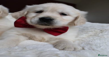 Golden Retriever dogs - Advert 2