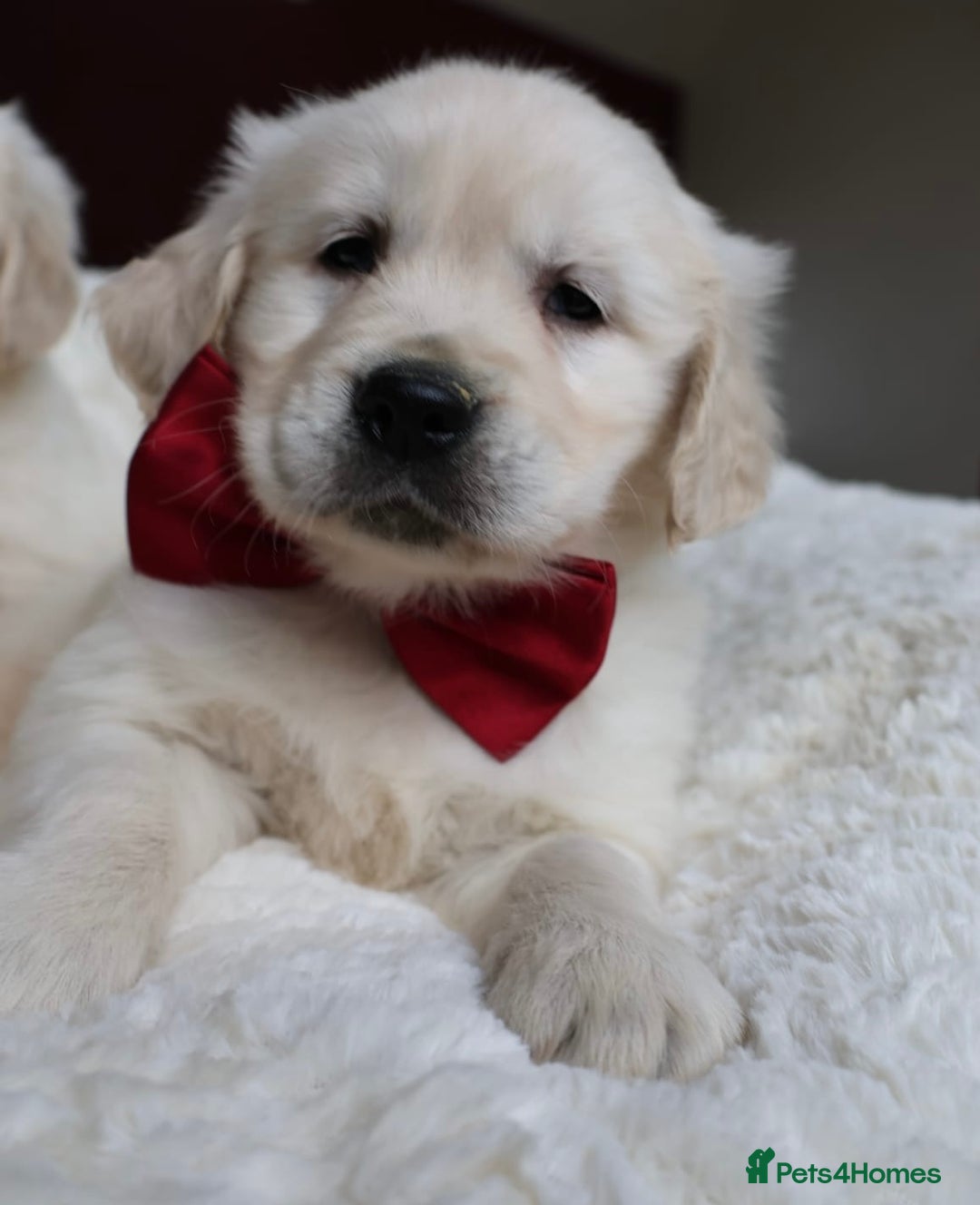 Golden Retriever dogs for sale: Extensively Health tested parents.Snowwhite Chunks - Image 2