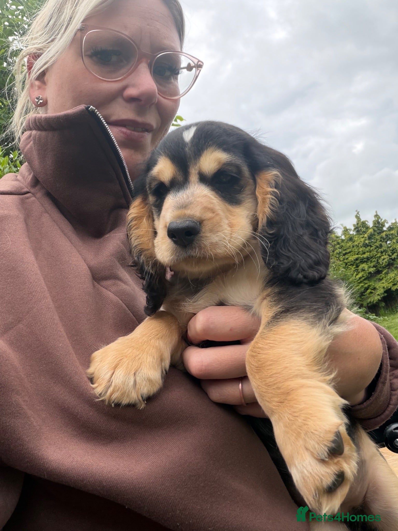Cocker Spaniel dogs  🚨READY NOW 🚨1 BOY left REDUCED final reduction - Advert 14