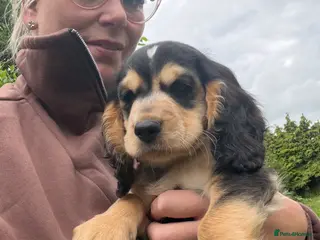 Cocker Spaniel dogs 🚨READY NOW 🚨1 BOY left REDUCED final reduction - Advert 14