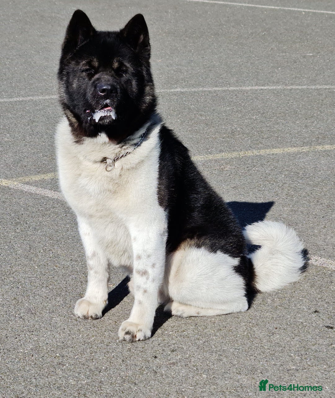 Akita dogs for sale: Adult American Akita - Image 7