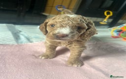 Cavapoo dogs for sale: ✨🌈 Rare Chocolate & Multicoloured Curly Cavapoos - Image 24