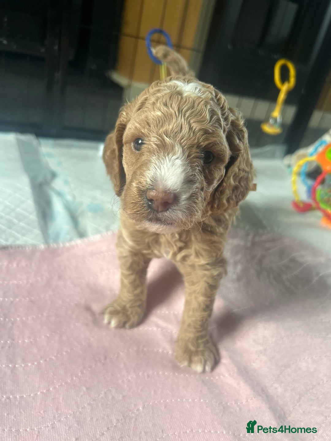 Cavapoo dogs for sale: ✨🌈 Rare Chocolate & Multicoloured Curly Cavapoos - Image 24