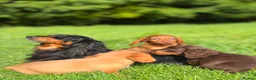 Dachshund dogs for sale: Beautiful Miniature long hair dachshund  - Advert 7