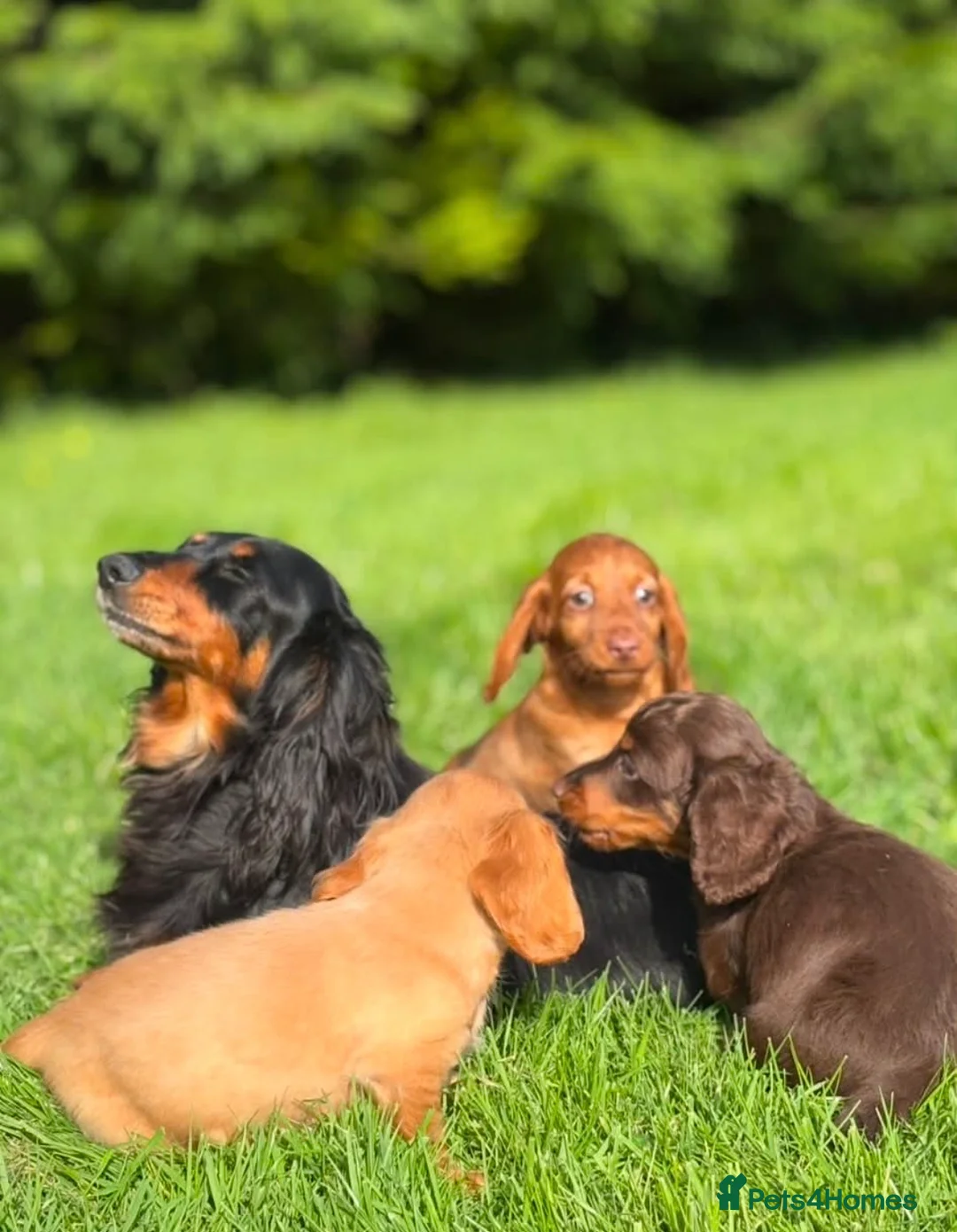 Dachshund dogs for sale: Beautiful Miniature long hair dachshund  - Advert 7