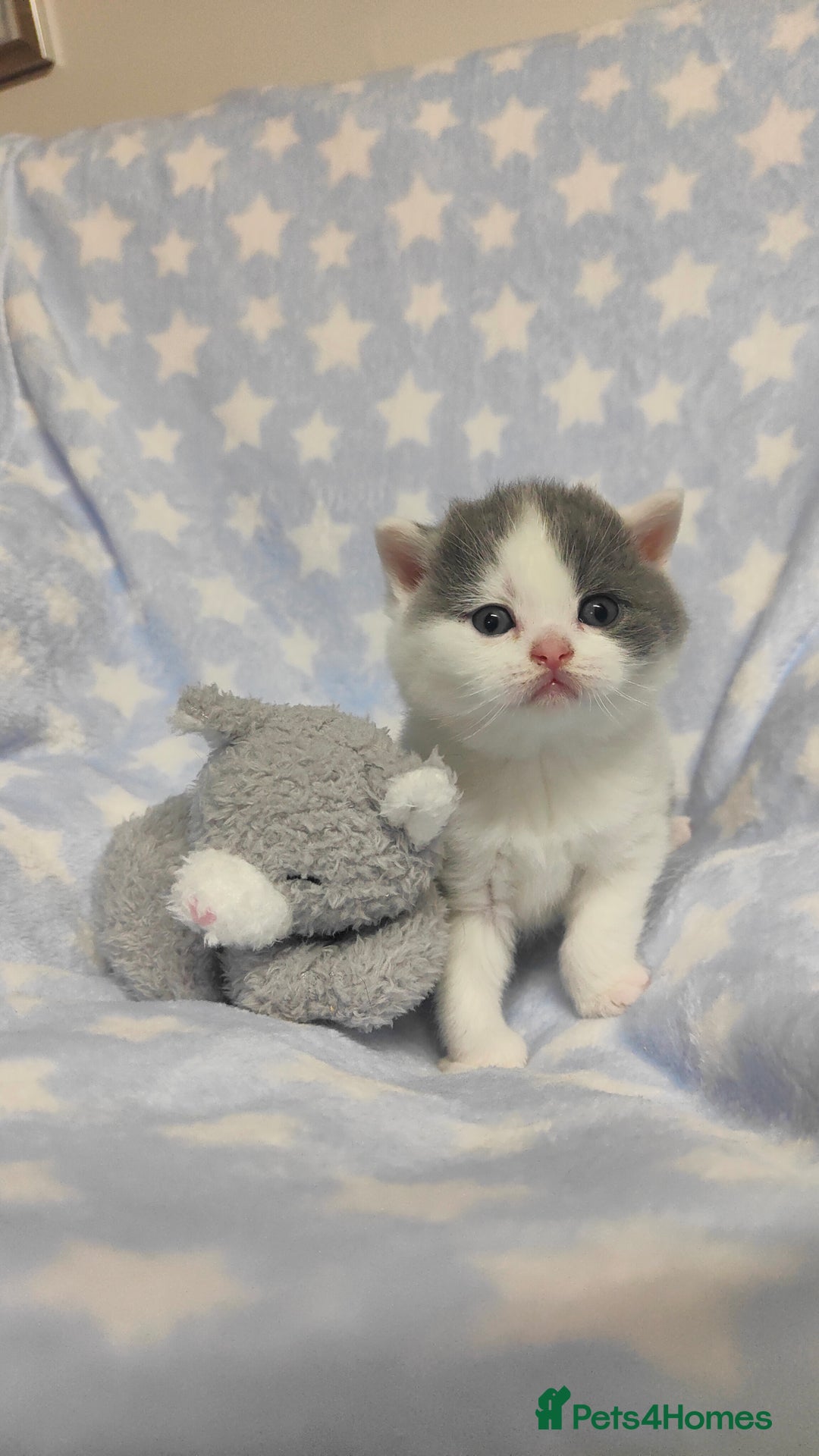 British Shorthair cats for sale: GCCF REGISTERED CHUNKY BRITISH SHORTHAIR KITTENS - Advert 12