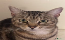 European cats for sale: Tortoiseshell Kittens Ready in 2 months - Image 10