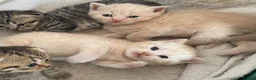 Scottish Fold cats for sale: Scottish fold kittens for sale  - Advert 20