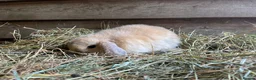 Mini Lop rabbits for sale: Gorgeous pure Mini lops  - Advert 9