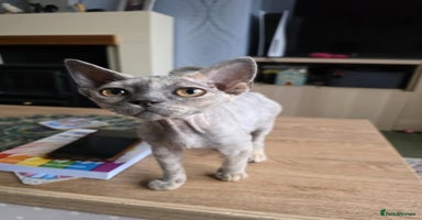 Devon Rex cats - Advert 5