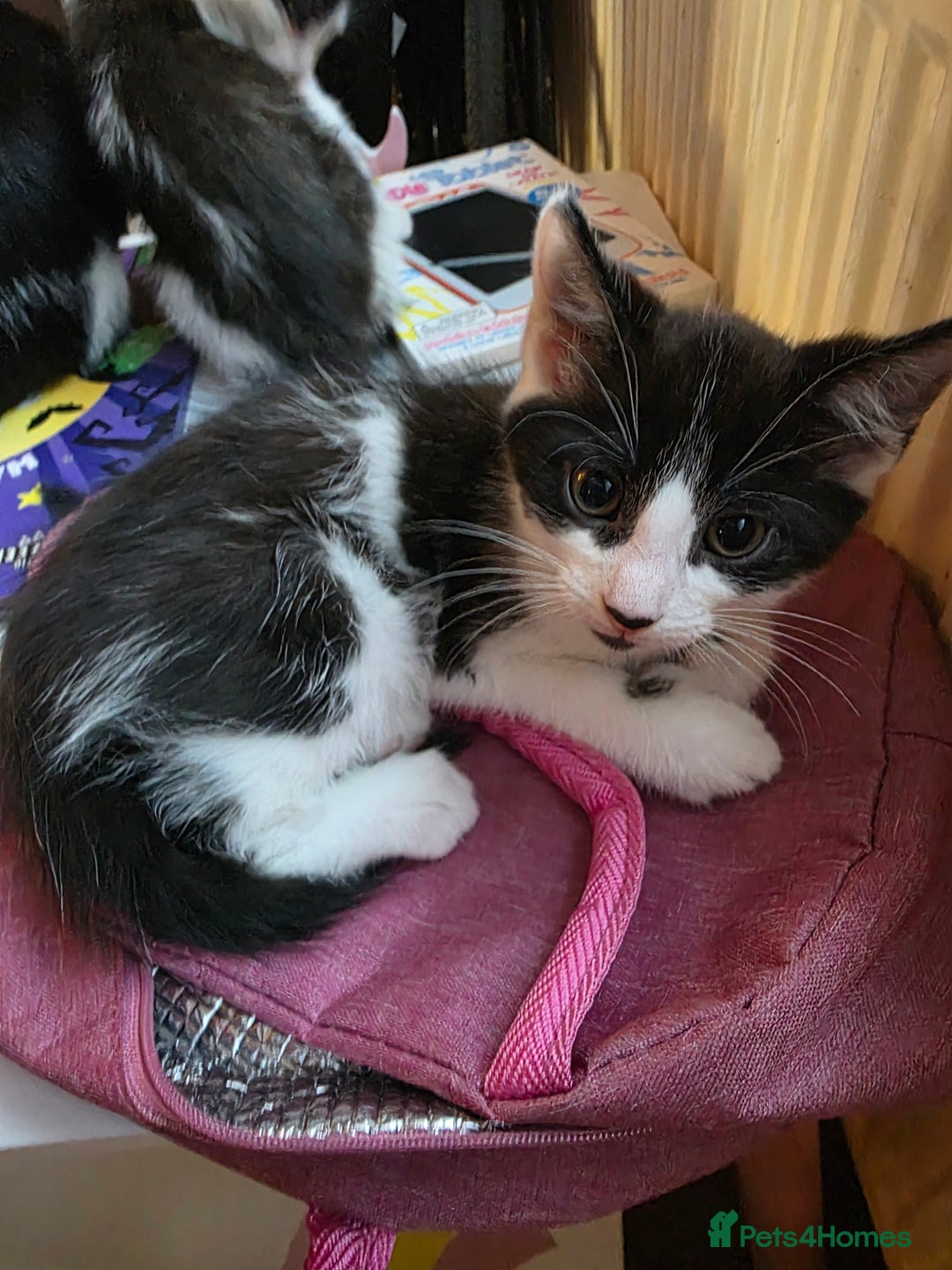 Mixed Breed cats for sale: 3 kittens looking for loving home - Image 3