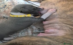 Whippet dogs for sale: Stunning KC Registered Blue Whippet Puppies - Image 31