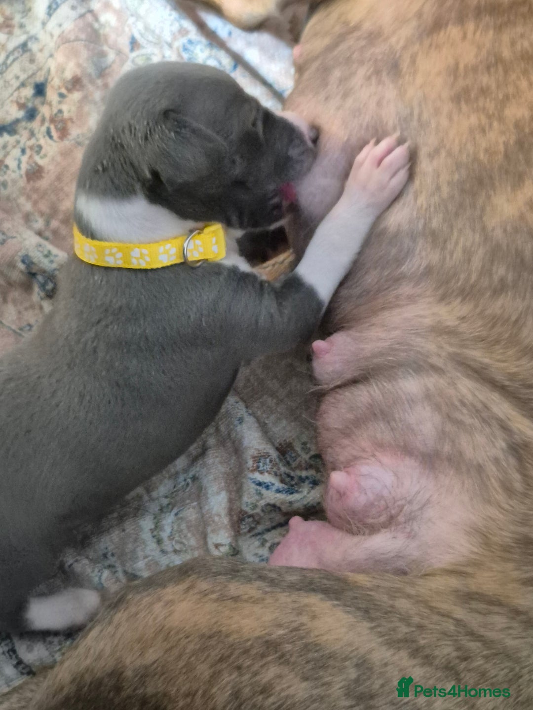 Whippet dogs for sale: Stunning KC Registered Blue Whippet Puppies - Image 31