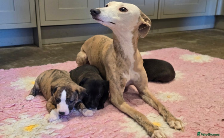 Whippet dogs - Advert 8