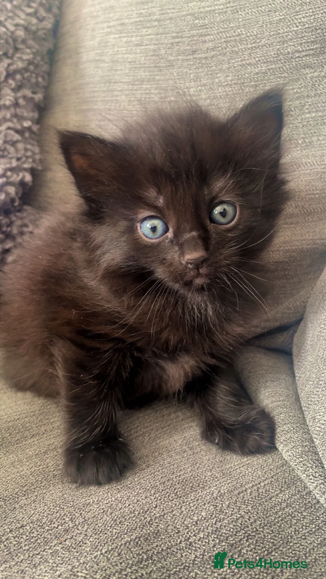 Mixed Breed cats for sale: 2 mothers and 4 kittens  - Advert 2