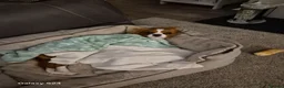 Cavalier King Charles Spaniel dogs for sale: Ringo  - Advert 3