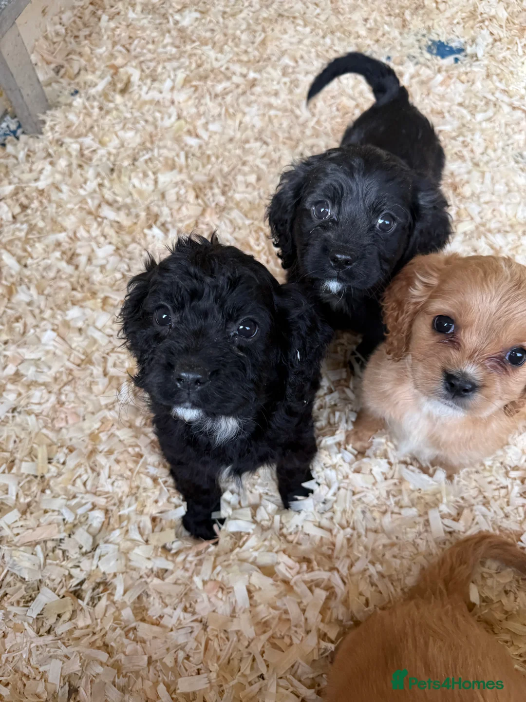 Mixed Breed dogs for sale: Lovely Cavapoos READY NOW apricot and black/white  - Advert 16
