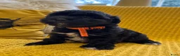 Schnoodle dogs for sale: F1 Toy Mega Coat Schnoodles - Advert 12