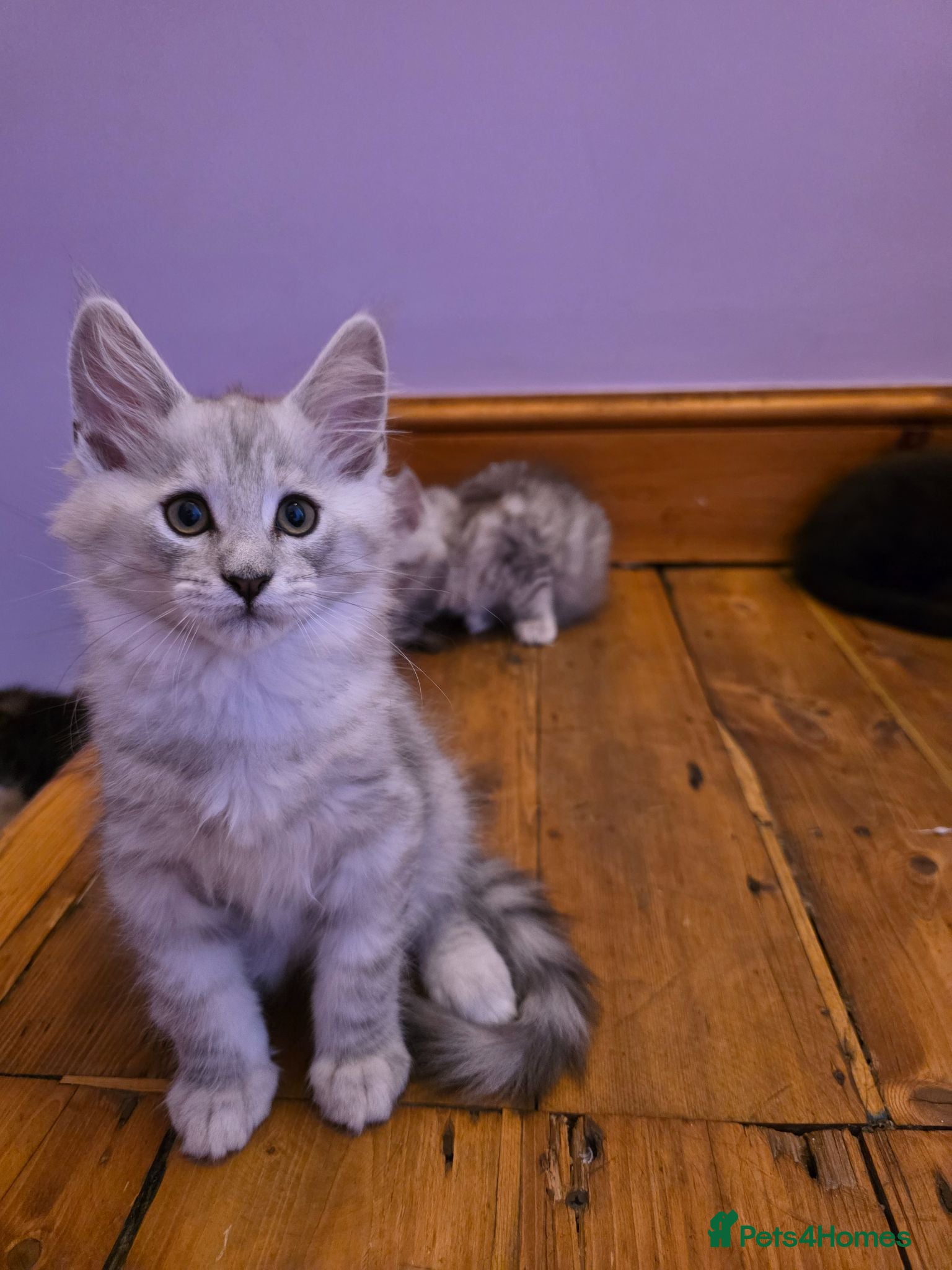 Maine Coon cats Pedigree Pure TICA Registered Maine Coon Kittens - Advert 2