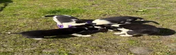 Border Collie dogs for sale: Border collie pups  in Haltwhistle - Advert 8