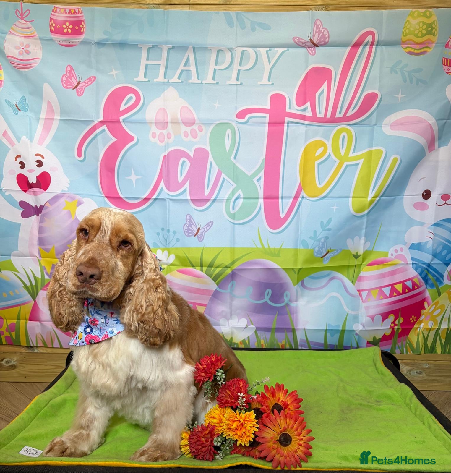 Cocker Spaniel dogs Orange Roan KC reg Show Cocker Spaniel Stud - Advert 8