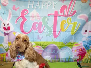 Cocker Spaniel dogs Orange Roan KC reg Show Cocker Spaniel Stud - Advert 8