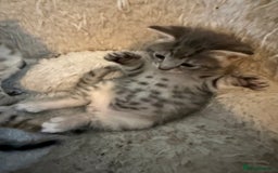 Savannah cats for sale: Beautiful little leopard Savannah  - Advert 3