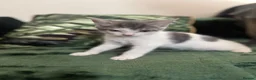 Mixed Breed cats for sale: Kittens 4 for sale  in Cardiff - Advert 6