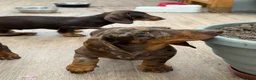 Dachshund dogs for sale: Dachshund is your friend forever  - Advert 5