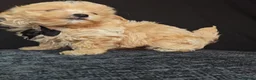 Maltipoo dogs for sale: Maltipoo Miny ready to Leave soon - Advert 37