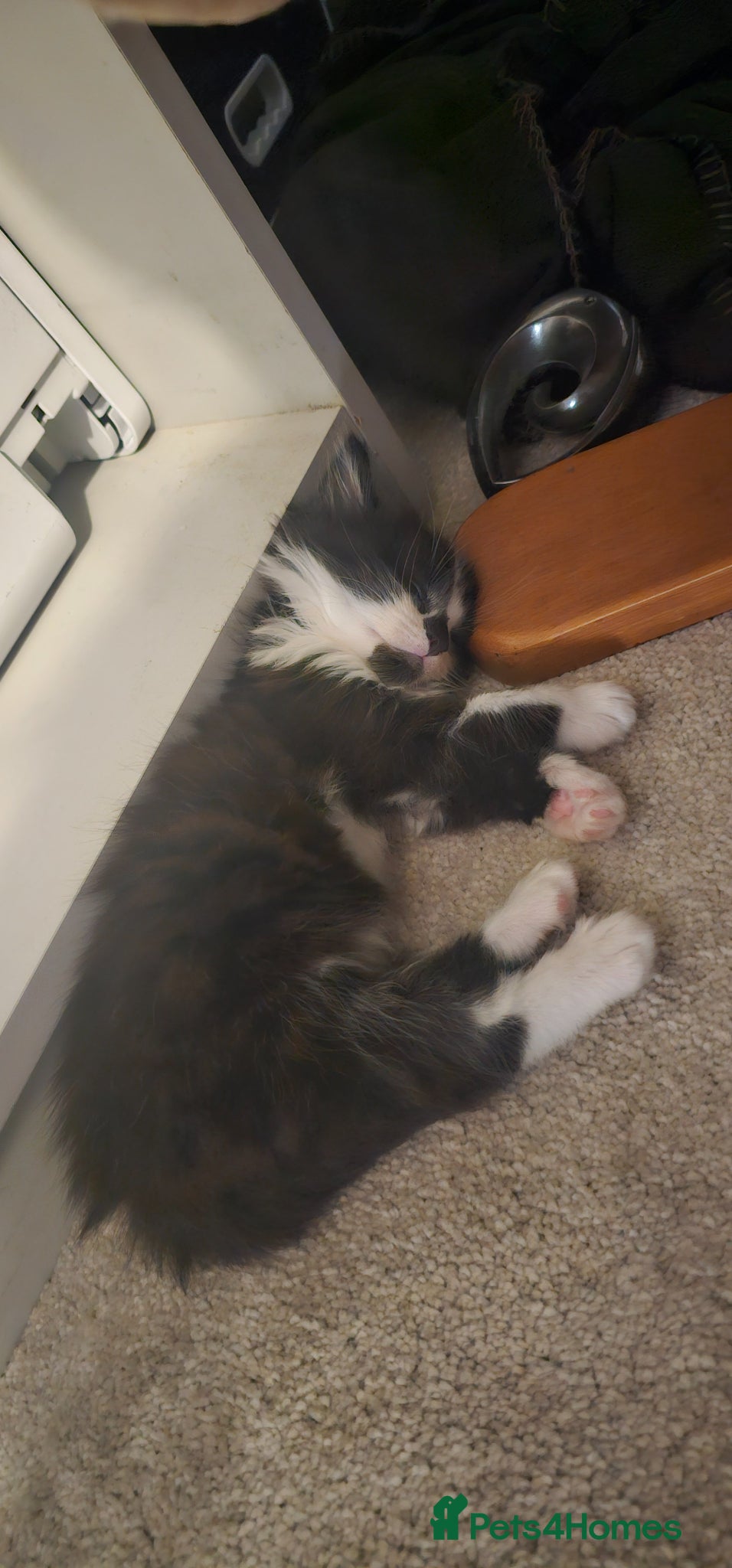Mixed Breed cats 2 Beautiful Kittens for Sale  - Advert 12