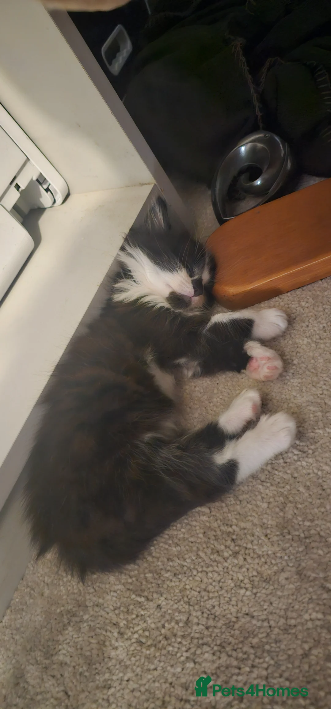 Mixed Breed cats for sale: 2 Beautiful Kittens for Sale  in Windsor - Advert 1
