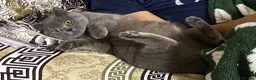 British Shorthair cats for sale: Beautiful British short hairs chubby   - Advert 5