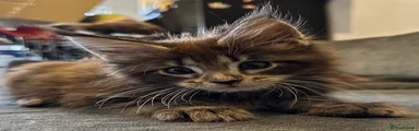 Maine Coon Kitten 1