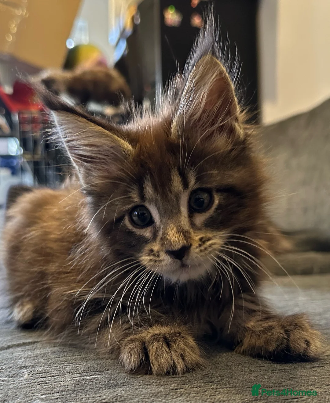 Maine Coon cats for sale: Pedigree, Registered Maine Coon Kittens  - Advert 2