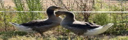 Geese poultry for sale: Sold … - Advert 4