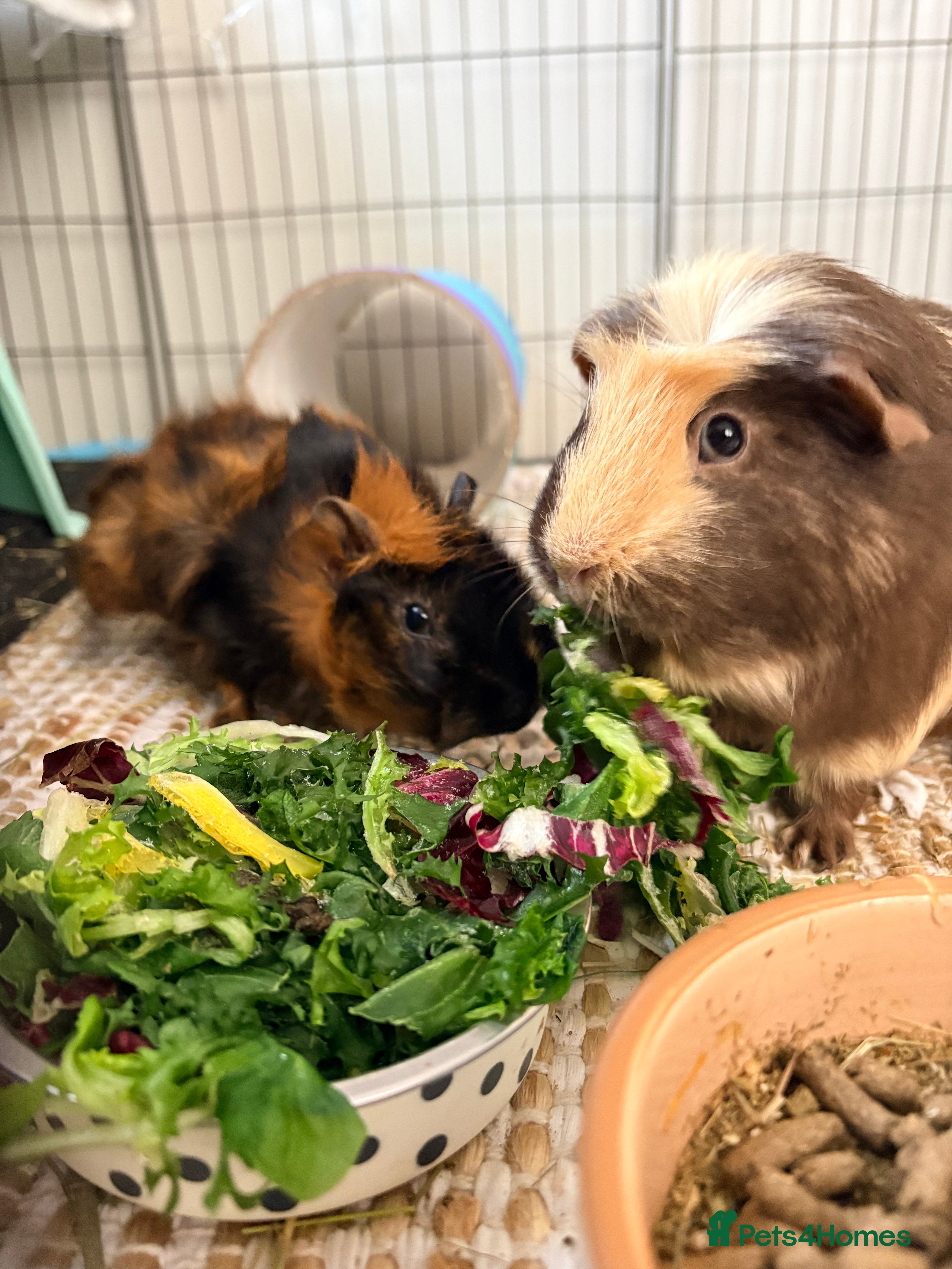 Guinea Pig rodents Guinea pigs-boar  - Advert 1