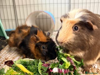 Guinea Pig rodents Guinea pigs-boar - Advert 7