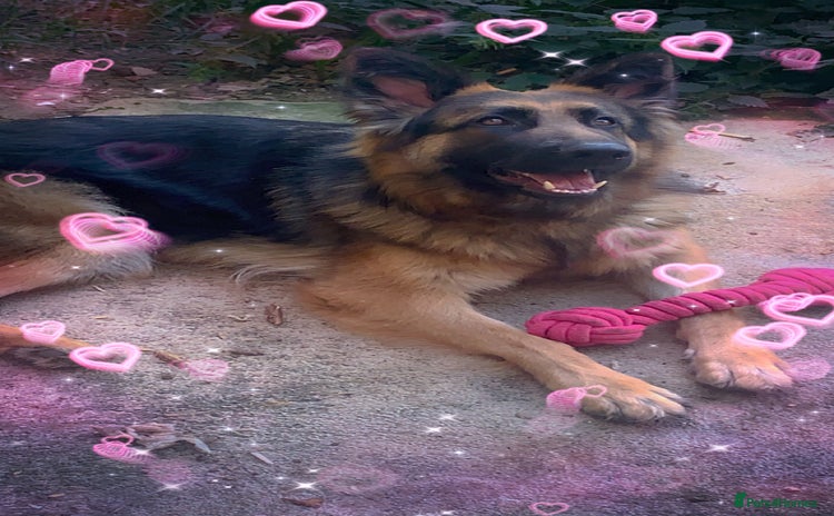 German Shepherd dogs - Advert 13