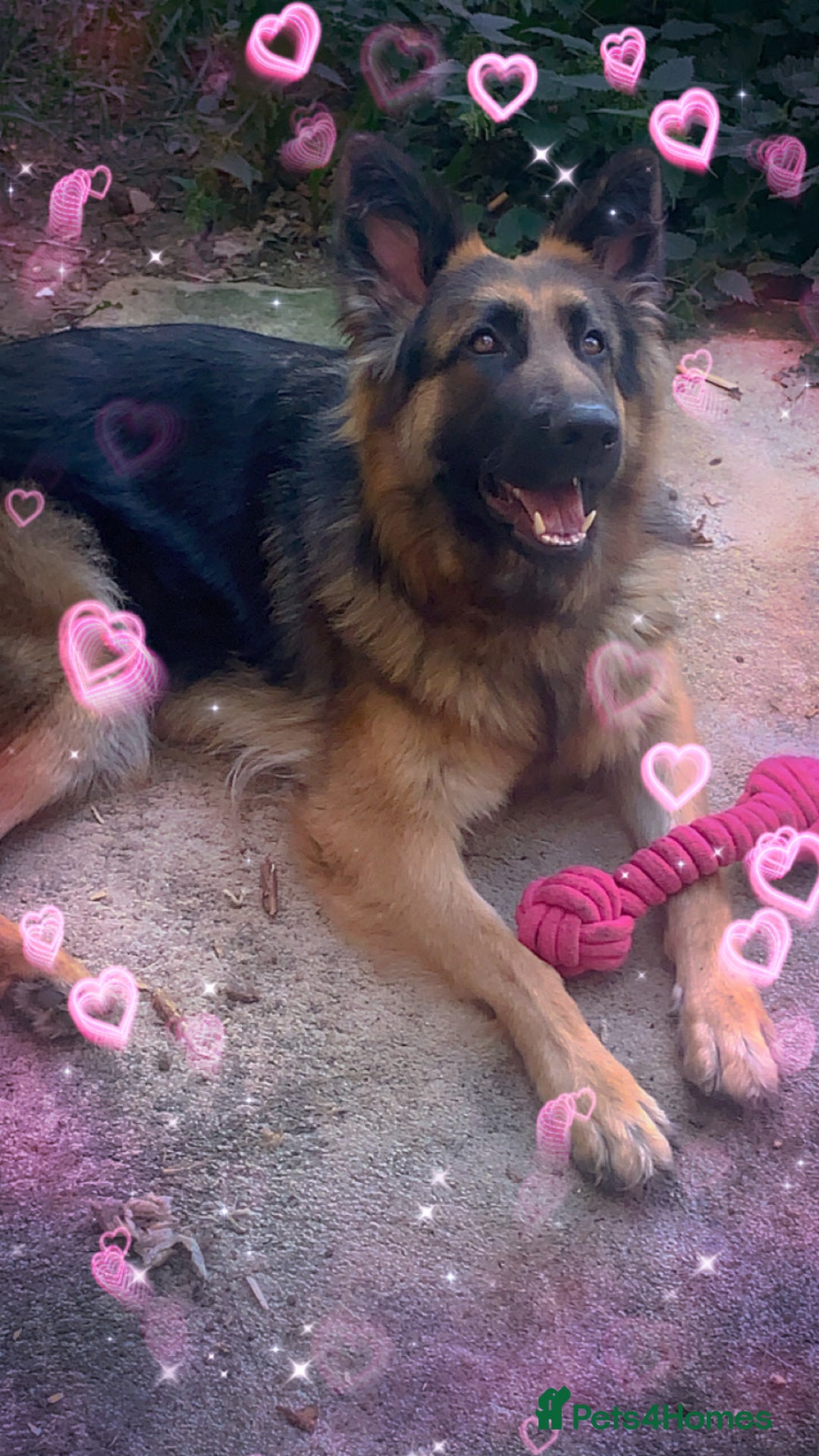 German Shepherd dogs for sale: Female German shepherd  - Image 1