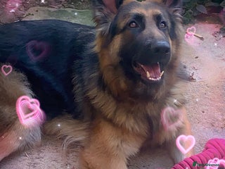 German Shepherd dogs - Advert 29